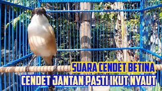Download Lagu Suara Jernih Cendet Betina Gacor Merangsang Emosi ... MP3 Gratis