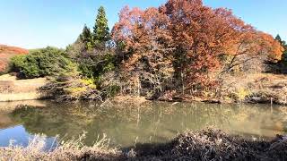 雨上がりの静かな朝は鳥の楽園12月2023