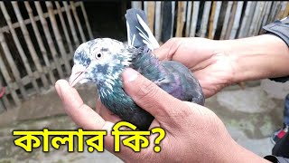 অনকমন কালারের গিরিবাজ||জাক দোবাজ মুক্ষা নর|| পায়রা