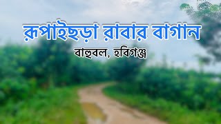 Rupaichora Rubber Garden !! রূপাইছড়া রাবার বাগান !! পুটিজুরী, বাহুবল, হবিগঞ্জ।