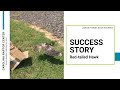 Success Story! -- Red-tailed Hawk Release