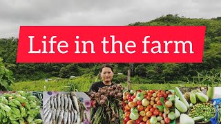 A Visit to My Brother's New Farm |Senapati|Manipur| #lifeduringcurfew