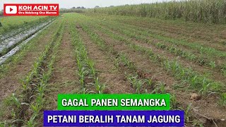 GAGAL PANEN SEMANGKA PETANI BERALIH TANAM JAGUNG