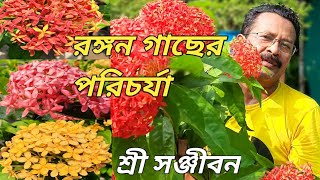 Ixora Plant Care Tips || রঙ্গন গাছের পরিচর্যা|| sree sanjiban ||