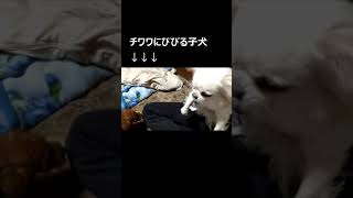 ビビりすぎて音速移動する子犬