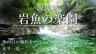 【岩魚の楽園】神秘の源流域…あの日の爆釣をもう一度…【渓流釣り】