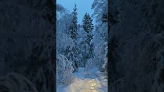 beautiful  snow  красота снег лес новый год 2022 год #природа #красота #snow #new year #2022