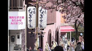 湘南なぎさ連  第10回 あたみ桜 糸川桜まつり 流し踊り 一本目