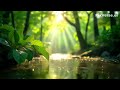 Bên Suối Bình Yên - Peaceful Stream Sounds for Relaxation