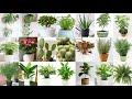 Những loại cây phong thủy mang đến nguồn năng lượng tích cực | Top 20 Lucky Plants | Fengshui Plants