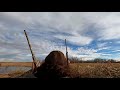 setting a huge spread for ducks on public land did it work