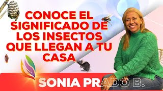 CONOCE EL SIGNIFICADO DE LOS INSECTOS QUE LLEGAN A TU CASA