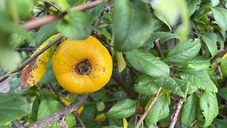 Планински лимон (Chaenomeles maulei) през м. Септември