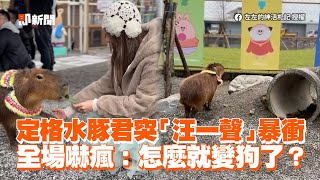 定格水豚君突「汪一聲」暴衝　全場嚇瘋：怎麼就變狗了？｜寵物動物｜搞笑｜卡皮巴拉