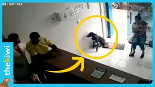 Stray dog walks into a vet clinic to ask for help