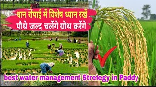 धान रोपाई में खेत तैयार करते समय विशेष सावधानी  transplant best water management strategy in paddy