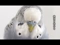 170 快樂虎皮鸚鵡│鸚鵡腳尺寸與禽掌炎關係 budgerigar budgie sounds parakeet singing セキセイインコ 棲木 站棍 鳥籠周邊 原木 樹枝 爪哇棲木