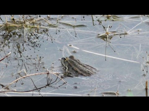 Царство лягушек  The Kingdom of the frogs