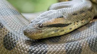 সরীসৃপ  ঘর, আলিপুর  চিড়িয়াখানা .. Reptile House, Alipore Zoo #kolkata #viral #tour