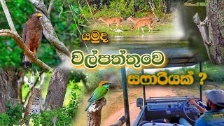 යමුද විල්පත්තුවෙ සෆාරියක් ? |Wilpattu Safari Tour | PathumS WILD