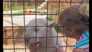 White Tiger, Angry At ZooKeeper And Immediately Calms Down When The Woman Who Raised Him Shows Up!