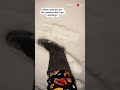 woman finds strange paw prints on snow in her front yard *unbelievable happening* wooglobe