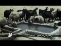 لوّل حياة البادية في قطر 1976م الجزء الثاني