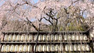 Weeping cherry tree in Oishi Kyoto Shrine 京都 大石神社 枝垂れ桜 2016