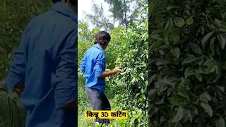 किन्नू की कटिंग #3D #kating #kinnu #natural_farming #agriculture #shorts