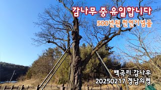 경남의령 500년된 천연기념물, 백곡리 감나무 | 20250217