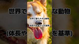 世界で最も大きな動物TOP5 #ランキング #動物 #ランキング動画 #雑学 #shorts