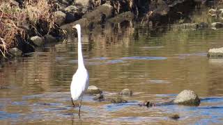 花鳥風月【4K】｜境川の鳥たち　Birds in Sakai River