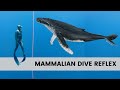 Every Freediver MUST Know About Mammalian Dive Reflex | Theory Part 7