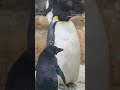 アドベンチャーワールドのエンペラーペンギン🐧