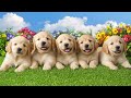 Cute Baby Animals - Explore The World Of Super Beautiful Wild Animals With Calming Music #10