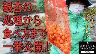 【田舎暮らし】超簡単な銀杏処理の仕方（実の取り方、薄皮の剥き方）をお送りします。