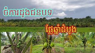 ចំការដូងជនបទ-ចំការដូងតឿ-ដូងក្រអូប