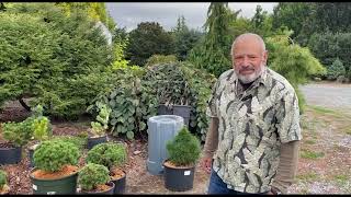 Expert Plant Care Tips for Rare Conifers