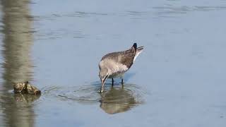 カニを食べる鳥（キアシシギ）