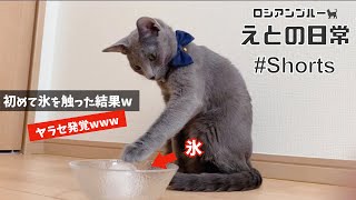 #Shorts 初めて猫が氷を触った結果…まさかのヤラセが発覚!?wwwww【ロシアンブルー】