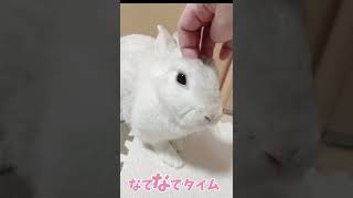 撫でられ待ちのうさぎが愛しすぎる❤️【ﾈｻﾞｰﾗﾝﾄﾞﾄﾞﾜｰﾌ】【うさぎ】