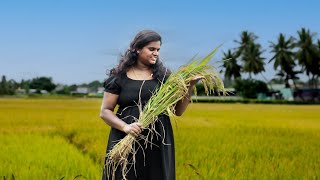 🌾Golden Harvest, A Day in the Fields: Harvesting \u0026 Processing Rice the Traditional Way! 🍚