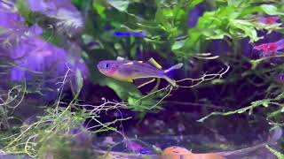 Blue Eye Forktail Rainbowfish