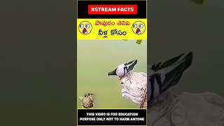 😲పావురం నీళ్ల కోసం😲Dove for water #telugufacts #wow #shorts #youtubeshorts #Xstream facts