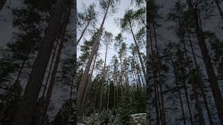 beautiful Tall trees. #forest #sweden #amazing.