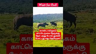 நேருக்கு நேர் பந்து போல் தூக்கி போட்டது எது தெரியுமா? #animals #wildlife #facts #nature #shorts