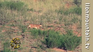 🐾 Caracal on the Hunt in the Kalahari | African Lesser Cats 🦌