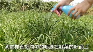 种植韭菜用醋喷洒，韭菜疯长不停并减少病虫害