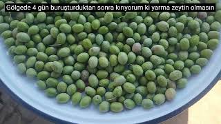 Dalından Sofraya Yeşil Zeytin Yapımı#köydehayatvar