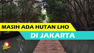 JALAN-JALAN KE HUTAN MANGROVE - Taman Wisata Alam Angke Kapuk